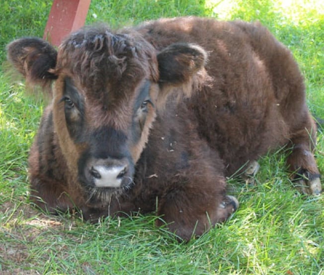 Green Chimneys Welcomes Scottish Highland Calf - Green Chimneys