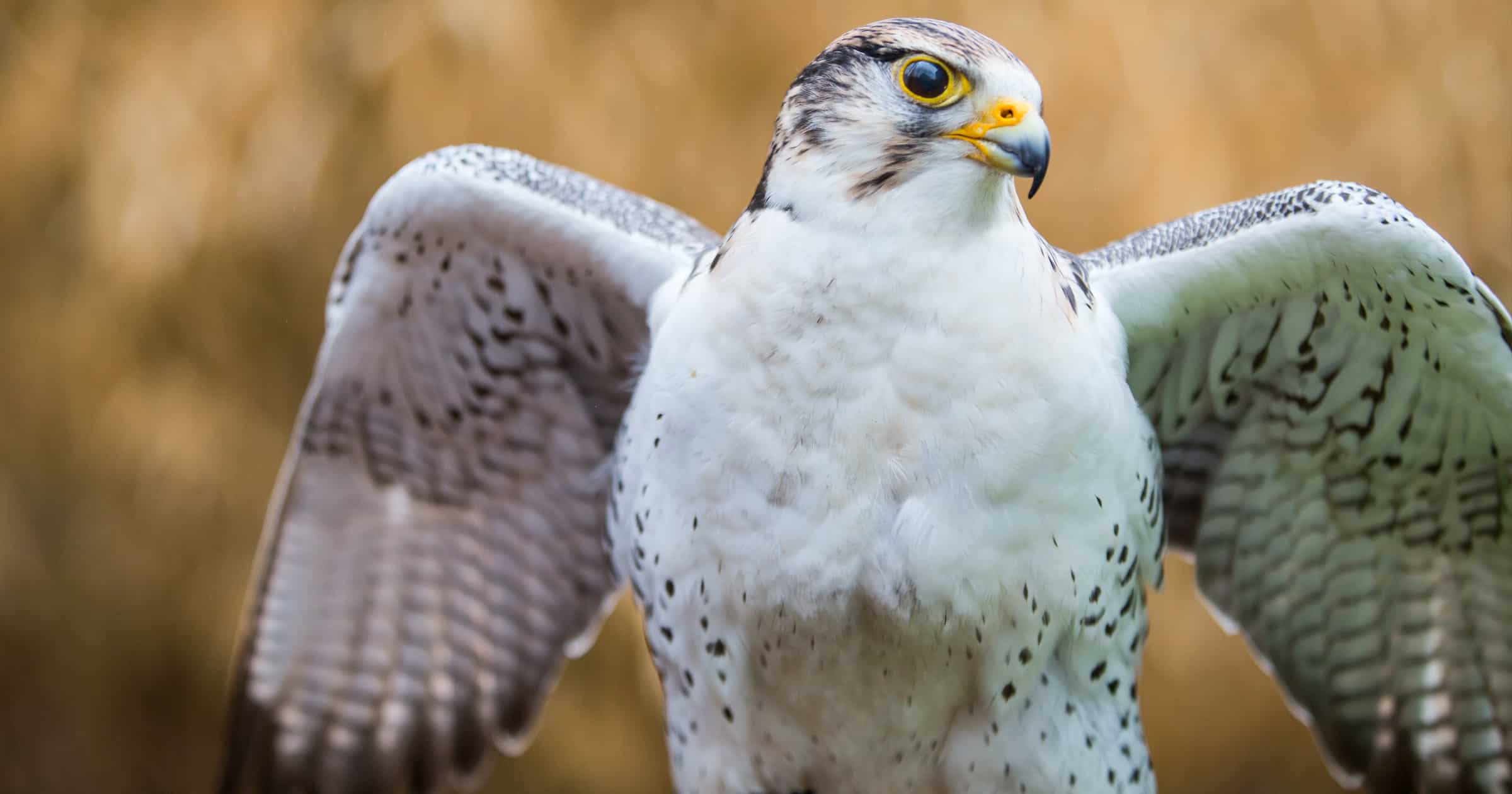 SKYHUNTERS IN FLIGHT: BIRDS OF PREY DEMONSTRATION at