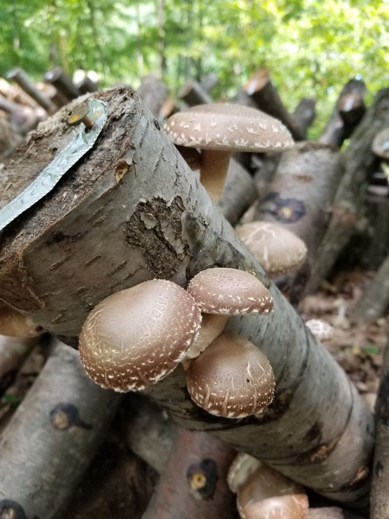 Shiitake & Forest Farming Workshops - Green Chimneys