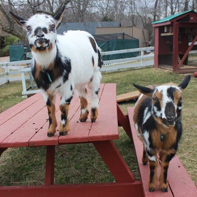 Visit the Farm - Green Chimneys