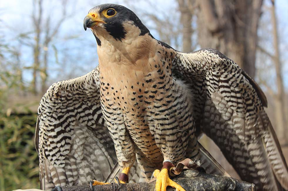 Nature Walks with Henry Horn: Peregrine falcon on Vimeo