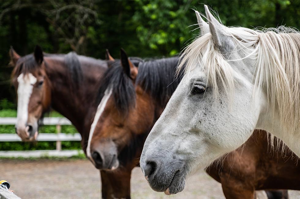 Why the Browns are looking for horses, not geese in the draft