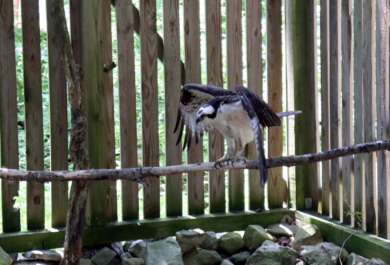 Osprey spreads its wings in a flight cage