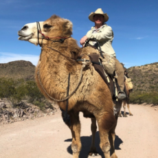 Doug Baum, Camel Expert
