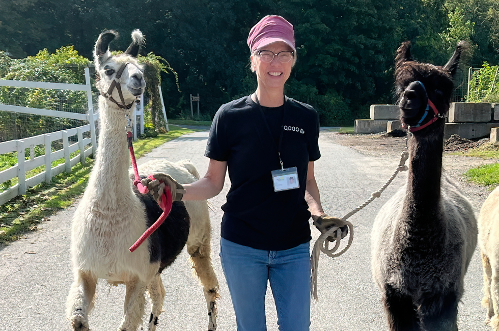 Volunteer Laurie takes a llama and an alpaca for a walk.