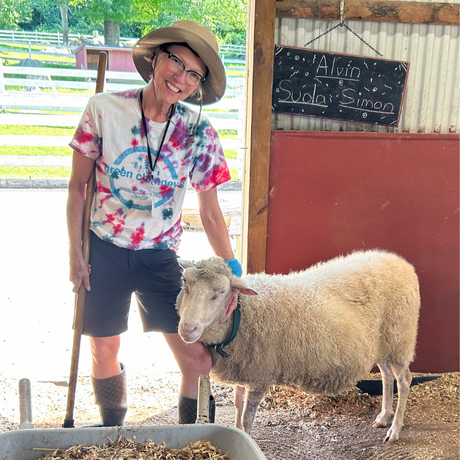 Volunteer Laurie works with sheep in the teaching barn.