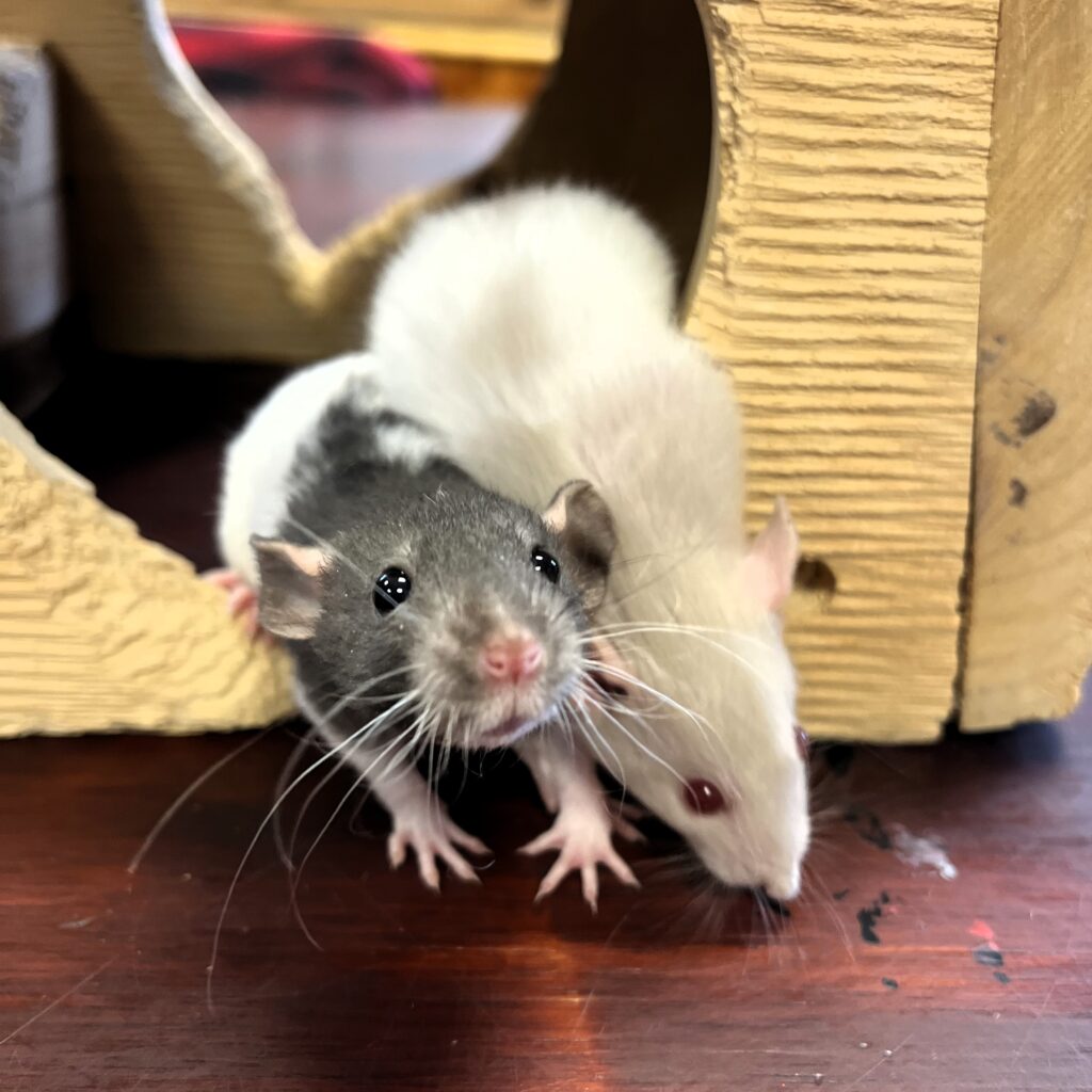 Two of the new rats at Green CHimneys: one is gray and white and the other is white